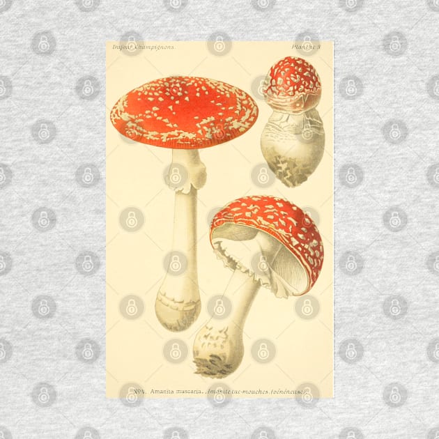 Amanita muscaria - Dufour, L by immortalpeaches